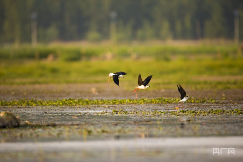 完美体育网站：城长——黄河之畔的五年蝶变济南起步区绘就高质量发展新图景(图2)